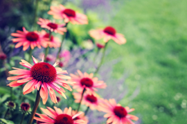 Tuinplanten