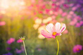 Tuinplanten
