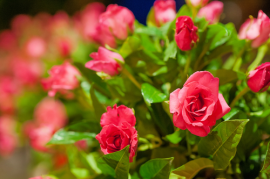 Tuinplanten