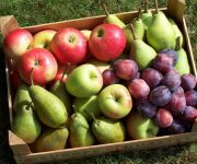 Fruitpersdag, vrijdag 27 september 2019