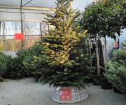 Grote Gezellige Kerstboom Ophaaldag