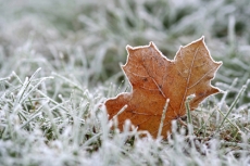 Tuintips Januari