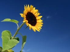Tuintips Juli Tuintips Juli