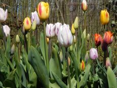 Tuintips Maart