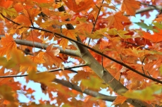 Tuintips Oktober