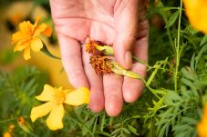 Tuintips voor augustus