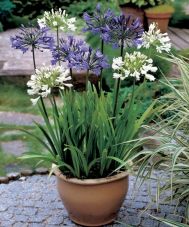 Agapanthus - Afrikaanse lelie