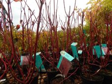 Cornus alba Sibirica