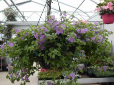 Hangplanten in pot met waterreservoir