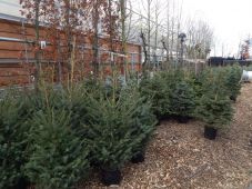 Kerstboomtips