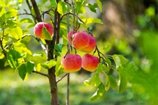 Top 5 kleine fruitbomen