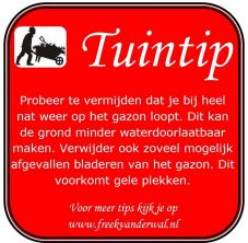 Tuintip