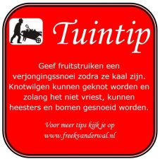 Tuintip