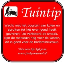 Tuintip