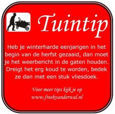 Tuintip