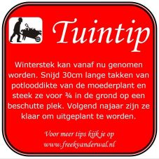 Tuintip