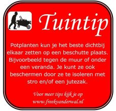 Tuintip