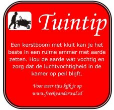 Tuintip