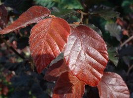 Bos- en haagplantsoen