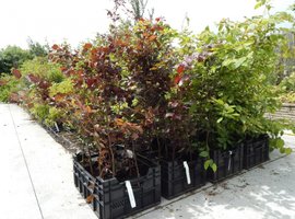 Bos- en haagplantsoen