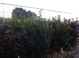 Bos- en haagplantsoen