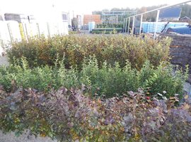 Bos- en haagplantsoen