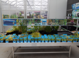Vijverplanten