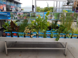 Vijverplanten