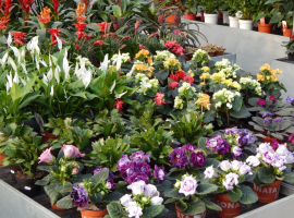 Bloeiende kamerplanten