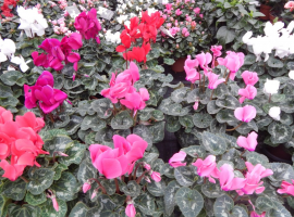 Bloeiende kamerplanten