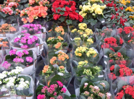 Bloeiende kamerplanten