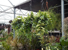 Hangplanten