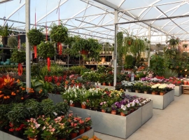 Bloeiende kamerplanten