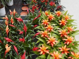 Bloeiende kamerplanten