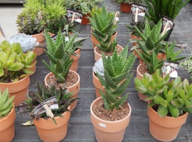 Cactussen en vetplanten