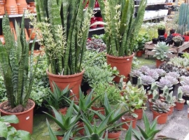 Cactussen en vetplanten