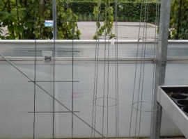 Tomatenspiraal, plantensteun en klimplantenrek