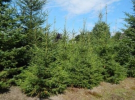 Kerstbomen