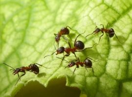 Insecten en slakken